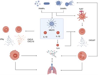 Rare, rarer, lung involvement in adult-onset Still's disease: A mini-review